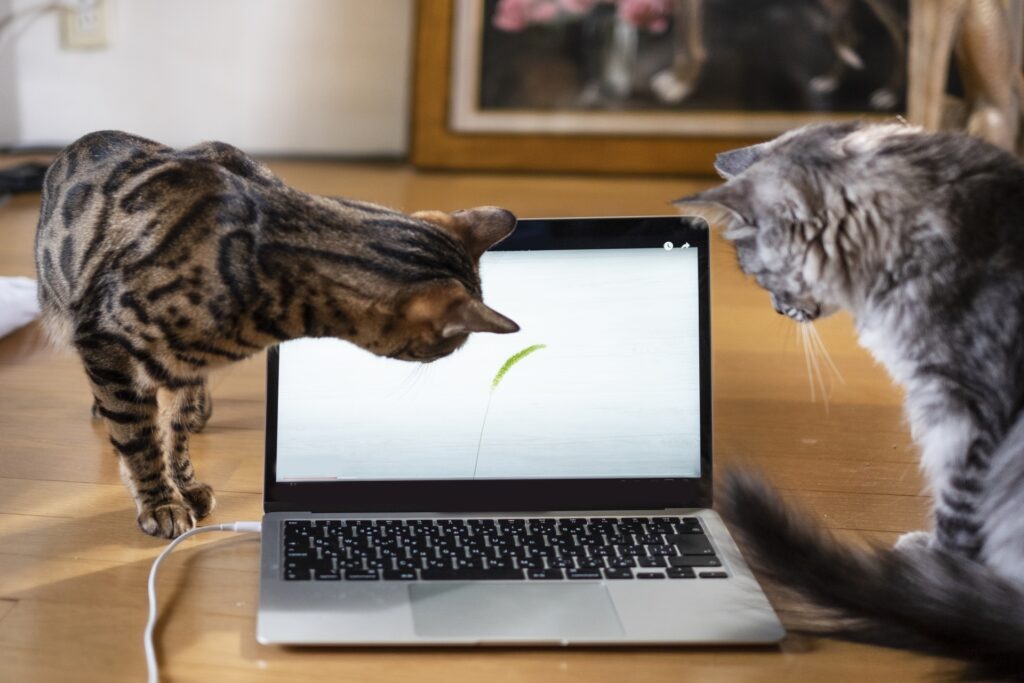 パソコンの前に集まった猫２匹